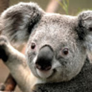 Meet your Posher, Laniya